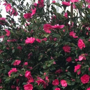 Open to REASONABLE offers!